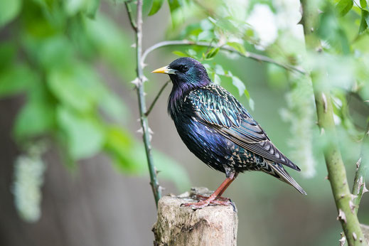 Star Vogel des Jahres 2018 LBV schwarz 