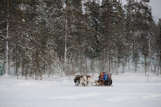 Reindeer Sledge Tour (Northern Lights Explorer)