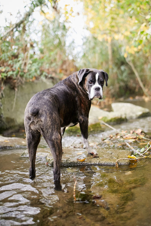 Tierfotograf Hundefotograf Fotograf Fotostudio Hund Welpe Welpen Hunde Fotoshooting Rheinfelden Lörrach Basel Freiburg im Breisgau Bern Bad Säckingen Zürich Hundefotografie Hundeshooting Hundefotoshooting American Pocket Bully Maglio Barbier