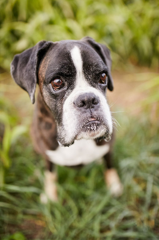 Tierfotograf Hundefotograf Fotograf Fotostudio Hund Welpe Welpen Hunde Fotoshooting Rheinfelden Lörrach Basel Freiburg im Breisgau Bern Bad Säckingen Zürich Hundefotografie Hundeshooting Hundefotoshooting American Pocket Bully Maglio Barbier