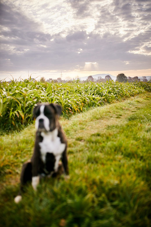 Tierfotograf Hundefotograf Fotograf Fotostudio Hund Welpe Welpen Hunde Fotoshooting Rheinfelden Lörrach Basel Freiburg im Breisgau Bern Bad Säckingen Zürich Hundefotografie Hundeshooting Hundefotoshooting American Pocket Bully Maglio Barbier