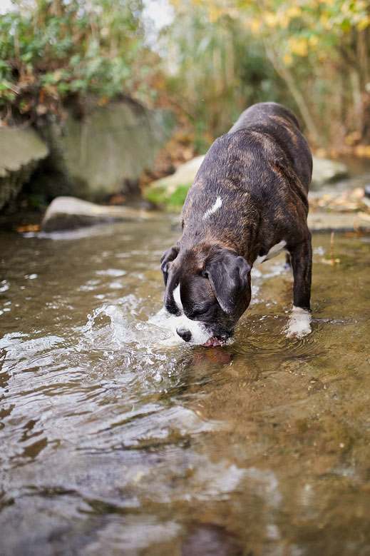Tierfotograf Hundefotograf Fotograf Fotostudio Hund Welpe Welpen Hunde Fotoshooting Rheinfelden Lörrach Basel Freiburg im Breisgau Bern Bad Säckingen Zürich Hundefotografie Hundeshooting Hundefotoshooting American Pocket Bully Maglio Barbier