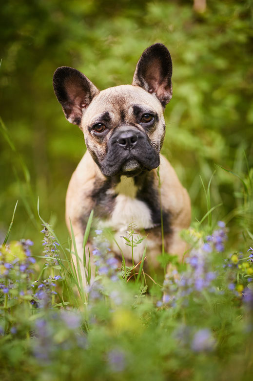 Tierfotograf Hundefotograf Fotograf Fotostudio Hund Welpe Welpen Hunde Fotoshooting Rheinfelden Lörrach Basel Freiburg im Breisgau Bern Schweiz Zürich Hundefotografie Hundeshooting Hundefotoshooting Hundefotos Hundeportrait Hundeporträt Rassehund