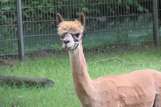 Ein Alpaka im Zoo