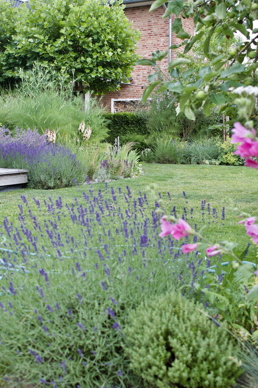 dieartigeGARTEN - Junigarten mit Lavendel, Katztenminze, Malven, Fingerhut, Fenchel + Gräsern