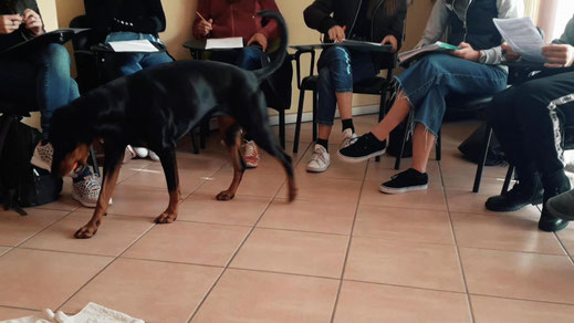 Corso addestratore cani Treviglio