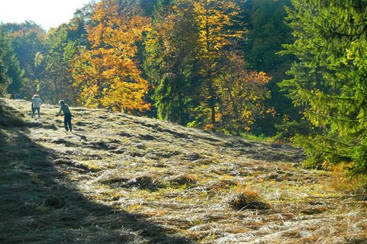 Lange Wiese im Herbst (Foto: Horst Guckelsberger)