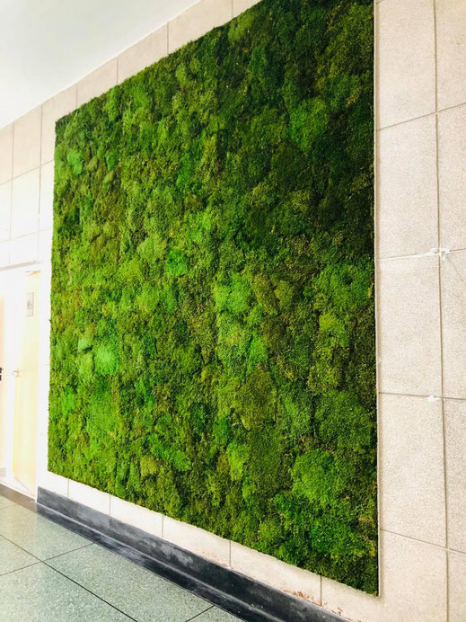 Mur végétal stabilisé gamme mousse plate 