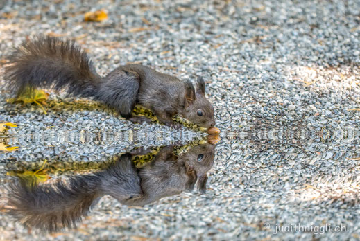 Eichhörnchen