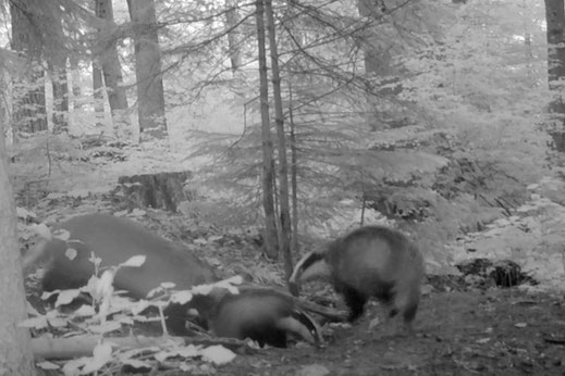 Spannendes mit der Wildcam