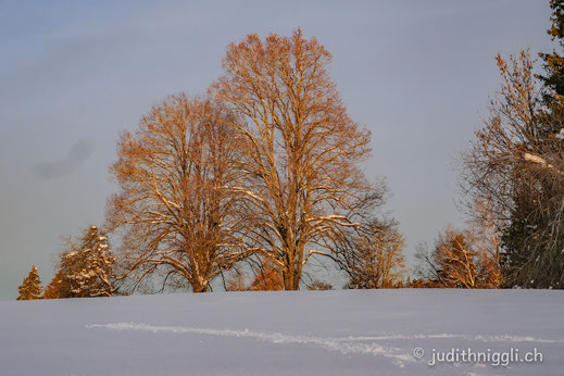 winterliche Morgenstimmung