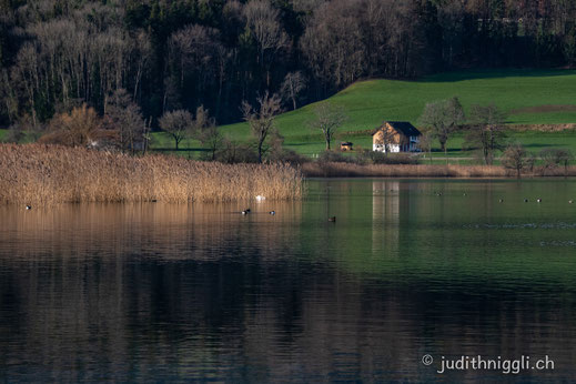 Am Greifensee