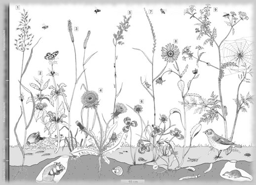 Wissenschaftliche Illustration, Ökosystem, Zeichnung, Pflanzenillustration, Tierillustration, Flora, Fauna