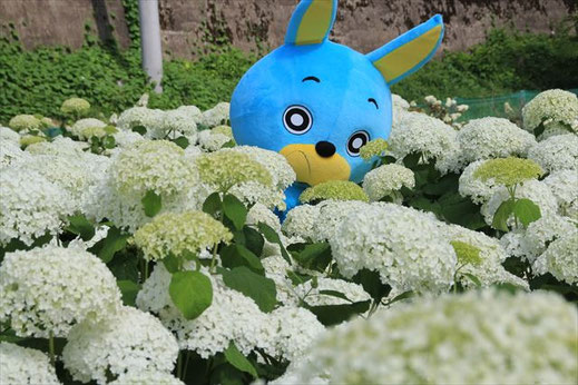 水色ウサキ - 川崎まちづくり協議会