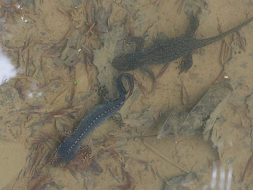 Bergmolch wedelt frisches Wasser und Duftstoffe, es sind