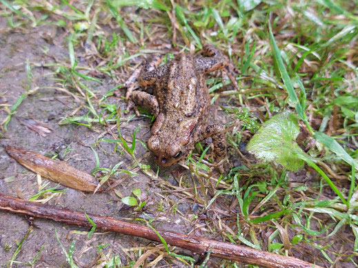 auch im Naturwald bin ich nicht sicher