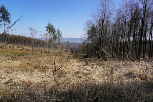 Hier oben auf der Hohen Egge sind die Quellen des Großen und des Kleinen Steinbachs - trocken im März 2025.
