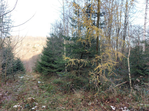 Amelungsberg