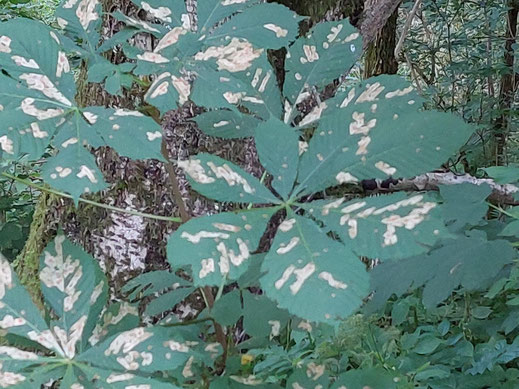 Weniger Kastanien für die Waldtiere in diesem Jahr?