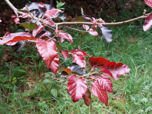 Die Rote Süntelbuche / Gespensterbuche
