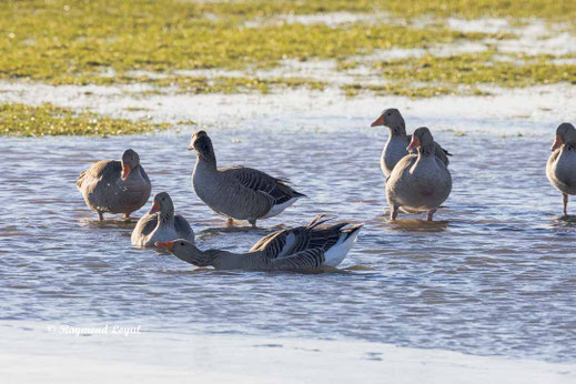 graugans steht im wasser