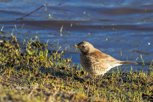 wachholderdrossel am wasser