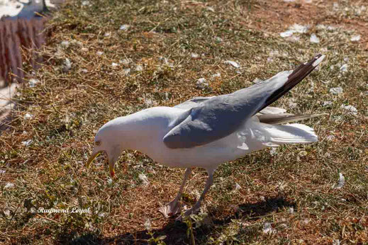 silbermoewe vogel