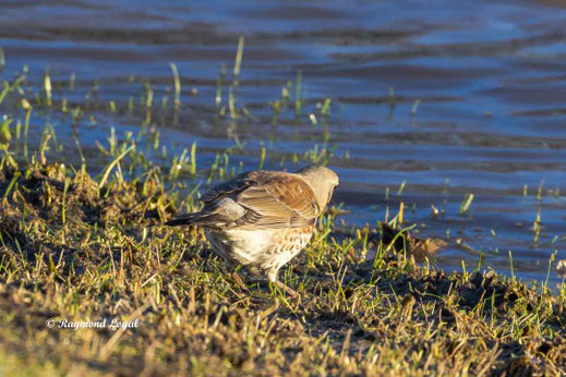 wachholderdrossel am wasser