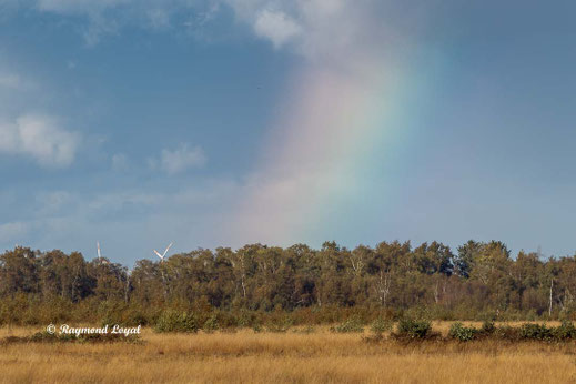 Oppenweher Moor Diepholzer Moorniederung