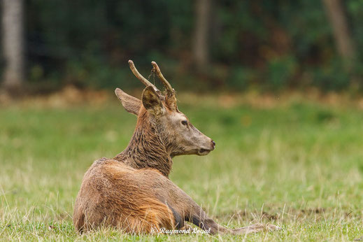 rotwild auf wiese