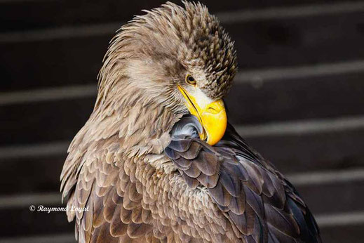 seeadler portrait