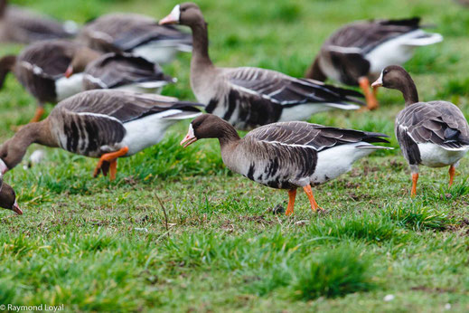 blaessgaense auf wiese
