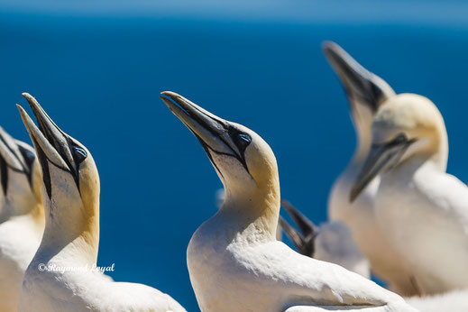 northern gannet helgoland