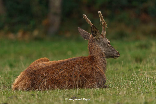 rotwild auf wiese