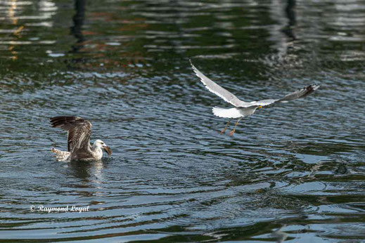 silbermoewe vogel flug wasser