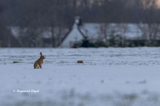 european hare sitting on snow field