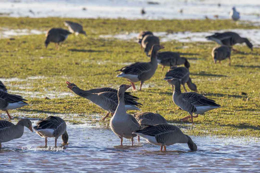 graugans am wasser