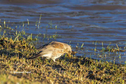 wachholderdrossel am wasser