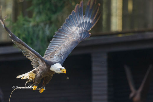 weisskopfseeadler im flug