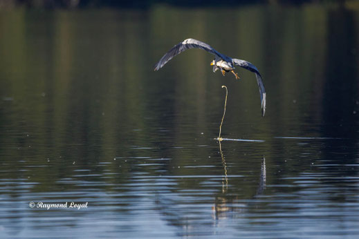 graureiher vogel flug wasser