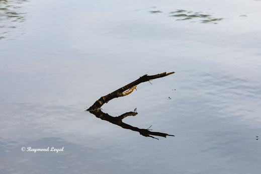 natur fotografie ast wasser spiegelung