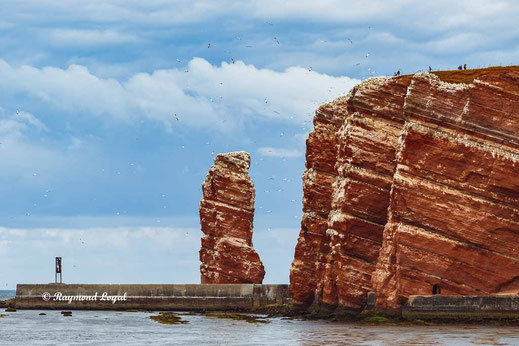 helgoland nature photography