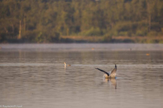 fischadler sturzflug wasser