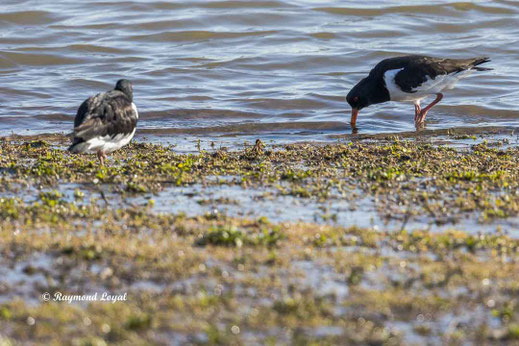 austernfischer am wasser