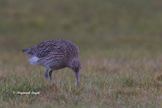 grosser brachvogel vogel wiese