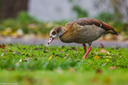 nilgans