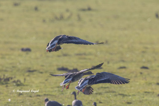 blaessgans vogel flug wiese