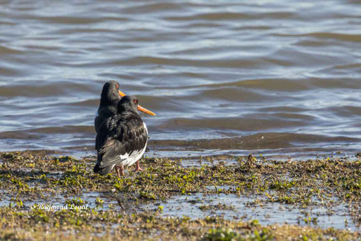 austernfischer am wasser