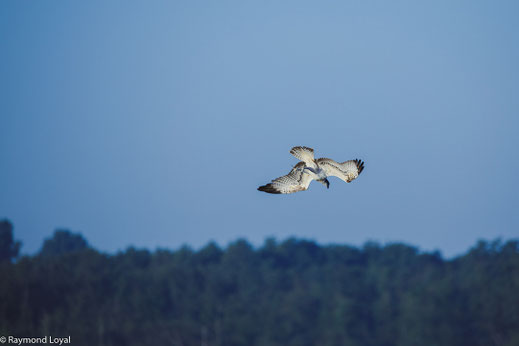 fischadler greifvogel flug