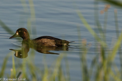moorente schwimmt auf see